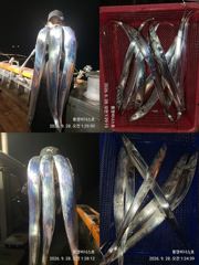 [통영] 통영비너스...갈치 월명지나 오늘부터 출조 시작합니다...내일 …