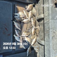[마산] 돔앤돔호 오늘 1분 조황입니다.마릿수 사진