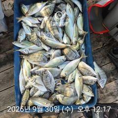 [거제] 감성돔흘림 전갱이 라이프레져 선외기조황 사진