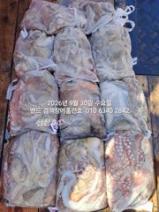 9월30 묵직한 덩어리들...10명 조사님들과 군산 홈런호 주간 문어 마무리 조황 입니다. 승선 하신 조사님들 수고 하셨습니다. 사진