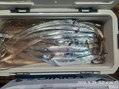 [거제] (갈치)사이즈 굵어요 3지전후 어군 만땅~뉴파트너호(1일 예약) 사진