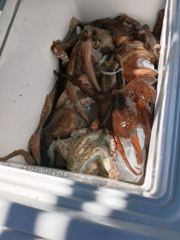 삼천포 문어낚시 이번주 일요일 2자리 여유 있습니다.