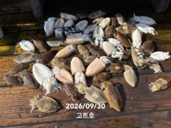 9월30일 고트호 조황(100갑오바) 사진