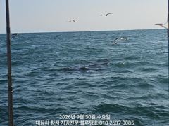 돌고래 찾았는데 대멸치만 가득히...! 사진