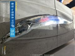 ＜＜통영 뉴명륜호 14인승＞＞ 30일 입항조황^^ 왕갈치 쿨러조황!!! (10월달 계속 예약 받습니다)