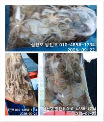 [사천] 왕쭈꾸미 출조 {평일,할인} 5일 6일 자리여유 예약중 사진