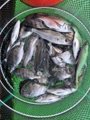 감시선상~ (실시간) 손맛보고 있습니다~ 사진