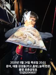 통영 금정호 오전문어선상 내일 자리있습니다 주말도 자리여유있어요 사진