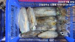 30일 야간무늬무시급으로~쭈욱쭈욱 사진