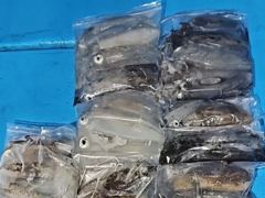 팁런 조황 사진