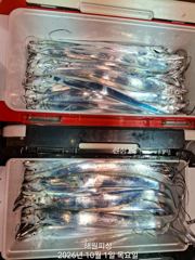 1일새벽 3지~4지까지 내만갈치 겁나게 잘나옵니다 오늘예약가능합니다