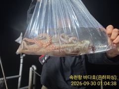 [진해] 야간 문어 출조 안내 가는 포인트마다KKK 오늘 예약가능 황제낚…