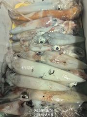 갈치가 썩었네요~ 한치도 덩달아 사진