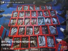 무늬 무 밭 그리고 왕고구마 밭에서 뽑고 왔어요 사진