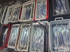 [진해] 1일새벽,내만칼치3,5지용가리까지 씨알완전대박,엄청쏱아지고~오늘… 사진
