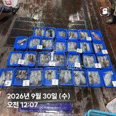 260929 화요일 무늬오징어 조황 장원17 총102수 강구신신호 팁런 선상낚시