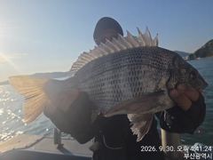 [부산] (대림) !!~45.감성돔외~마릿수~~찌낚~조황 입니다.....… 사진