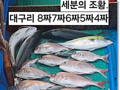 [부산] 진진-대~박! 대물 참돔 8짜7짜6짜! 그리고 5짜4짜 퍽퍽퍽!… 사진