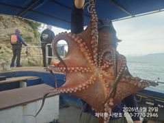 [진해] "갯바위"돌문어 1100g1000g외 개인12수12수11수10수… 사진