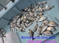 [고성] 해신피싱호 감성돔 3짜 외 100수이상 조황입니다. 사진