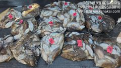 ▼▼낼 8분 출항확정/●대박~갑이 잘나옵니다●리더호