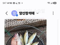 [통영] 나드리2호))욕지좌대 마리수전갱이 .돔들까지~!! 사진
