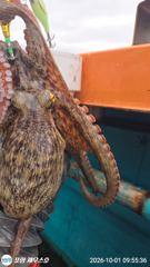[포항] 포항선상낚시 돌문어가 숭덩숭덩~잘 올라오고~10/2.금.오후4시… 사진
