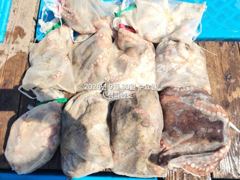 30일, 군산문어~ 2,1kg 끝내줍니다~싸이즈 좋은 덩치급 문어가 낚이네요~6분조황~군산낚시프라자 챔피언호 사진