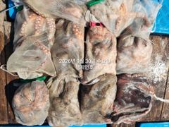 30일, 군산문어~ 2,1kg 끝내줍니다~싸이즈 좋은 덩치급 문어가 낚이네요~6분조황~군산낚시프라자 챔피언호 사진