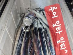 [마산] 내만갈치~~느나느나~~2지부터~~내만용가리까지~ 사진
