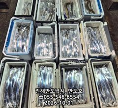 [진해] 1일,내만갈치,호조황연속,엄청나게 나옵니다,내일출항(금,월~예약… 사진