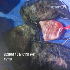 포항 종방) 제2대일호 10월 1일 문어조황 사진