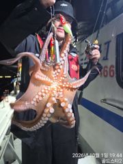 야간문어 실시간~~~싸이즈좋구 마릿수대박~(금요일야간예약중 사진