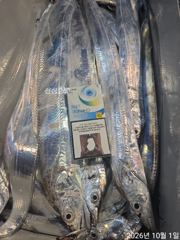 1일새벽 내만갈치 담배갑씨알까지 퍽퍽퍽~!!신나게 잡고~!!(오늘 예약중) 사진