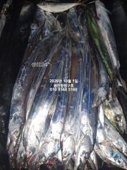 내만갈치)굵직 굵직~쏟아집니다~오늘예약가능 사진