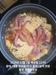 통영 금정호 드디어 문어들이 터져나오기 시작합니다 내일과주말 오전,오후 자리 여유있습니다 사진