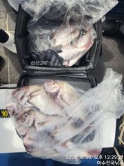 돌돔 사진