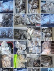 도깨비호 갑오징어 조황(10월 01일) 사진