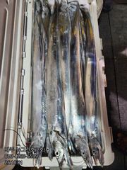 [[제주 뉴그린호(2호) 10월 1일 야간갈치 조황]] 사진