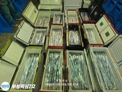 [부성피싱]먼바다 왕칼치 초저녁 폭풍입질 3지 나날이좋아지는 씨알 쿨러조황!! 월욜자리여유 사진