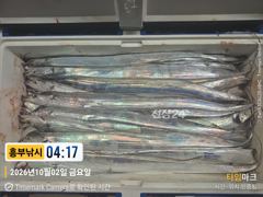 갈치 입성 5명의 특공대들 만쿨부터 오늘도소수 인원출발