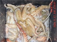[고성] 사량도 돌문어 오늘 야간 출조합니다 사진
