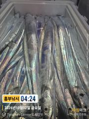 갈치 입성 5명의 특공대들 만쿨부터 오늘도소수 인원출발 사진