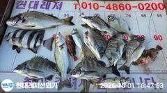 통영현대레저)감성돔입 4짜외조황 사진
