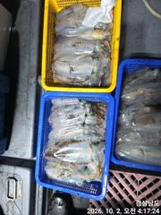 (무늬오징어)大물터~고구마 전후 막강한 파워~고잉메리호(3일 예약) 사진