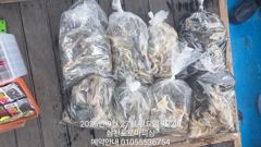 [사천] (삼천포)주꾸미 장원 70여수 남녀노소 누구나 로마피싱(3일출항…