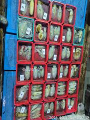 무늬오징어 팁런 씨알급으로. 쪽~ 드려보겠습니다 ᆢ 예약가능