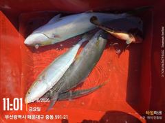 청사포 생활낚시 부시리 조황입니다 사진