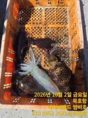[동해,삼척] 묵호항 무늬오징어 사진