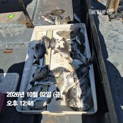 [마산] 돔앤돔호 오늘조황 입니다..마릿수. 사진